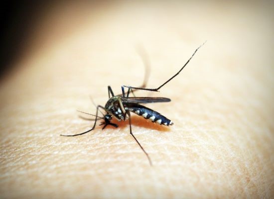 mosquito deet baby protect
